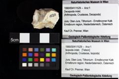 Foto (Objket + Etiketten) von ? Magila sp. 